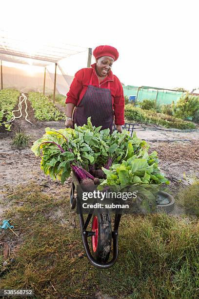 afrcican woman pushing wheelbarrow with harvested vegetables - african farming tools stock pictures, royalty-free photos & images