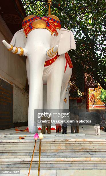 white elephant, doi suthep temple,chiang mai - white elephant stock pictures, royalty-free photos & images