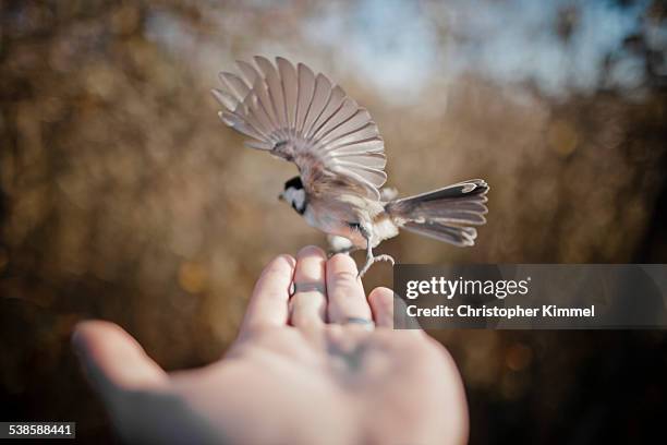 flying bird on hand. - chickadee stock-fotos und bilder