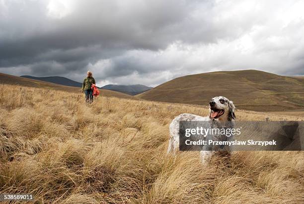 dog and woman walking through meadow in mountains. - setter stock pictures, royalty-free photos & images