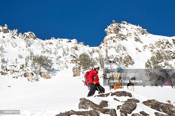 two male backcountry skiers and a dog in the beehive basin near big sky, montana. - basin montana bildbanksfoton och bilder