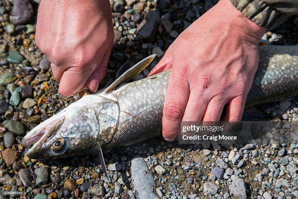 A man cleans a Lake Trout fish (Salvelinus namaycush) on Whitefish Lake in Whitefish, Montana.