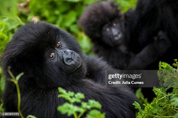 mountain gorillas in the jungle of rwandas virunga mountains. - mountain gorilla stock pictures, royalty-free photos & images