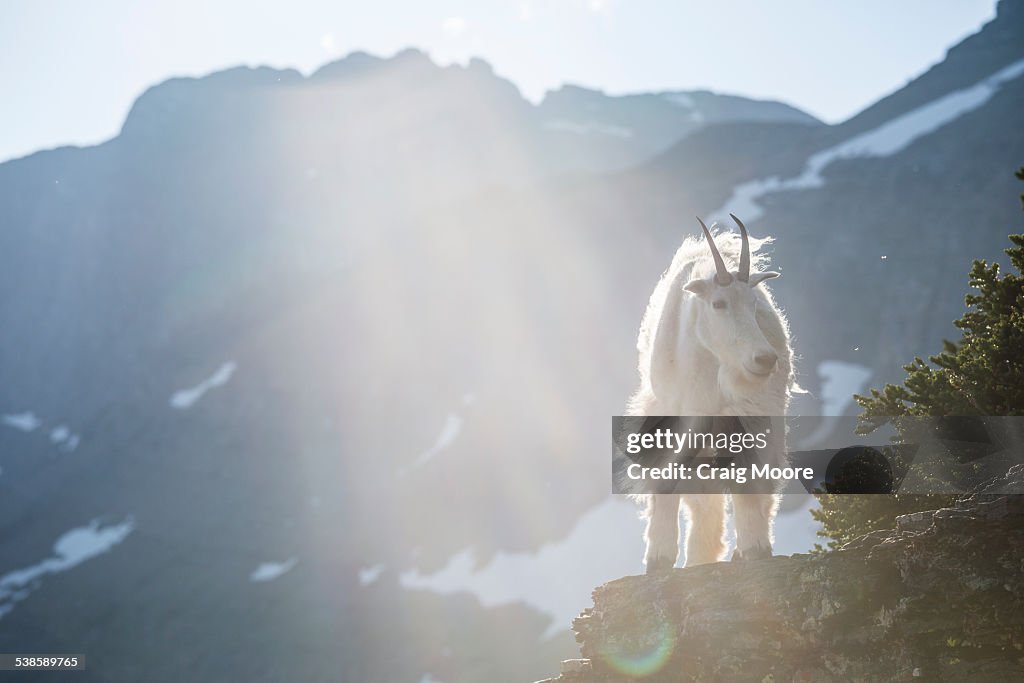 A mountain goat walks along a cliff in Glacier National Park, Montana.