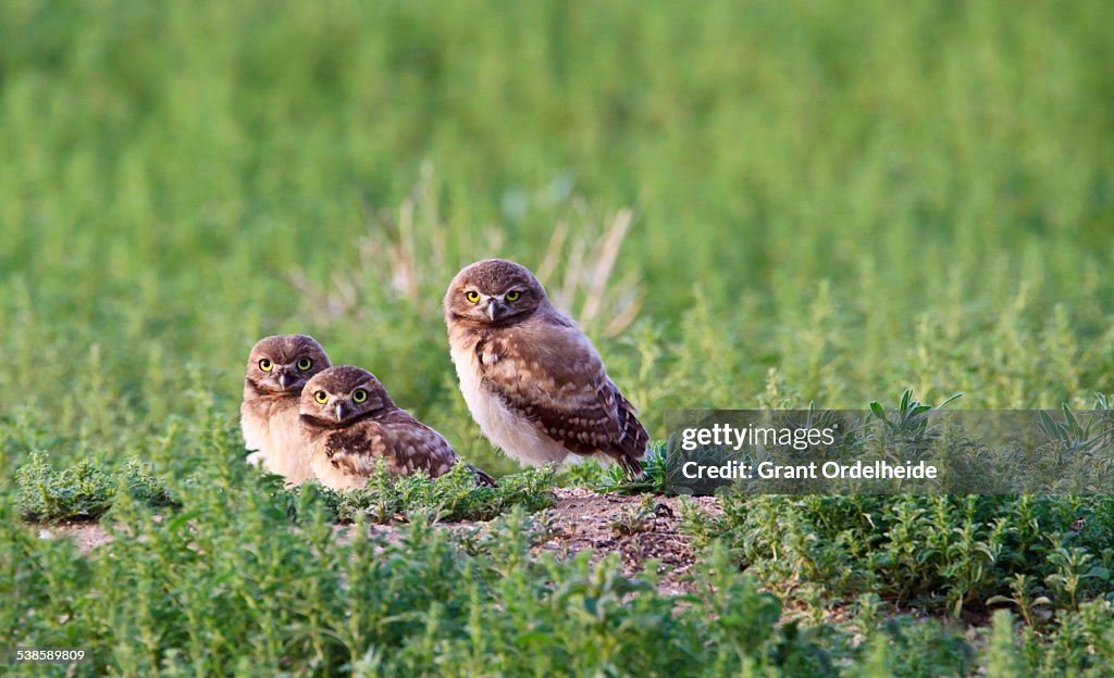 Three Burrowing Owls (Athene cunicularia) in Colorado.