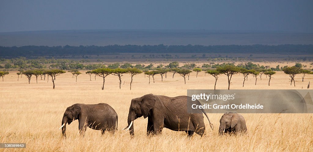 Three African Elephants (Loxodonta) walking in Kenyas Masai Mara.