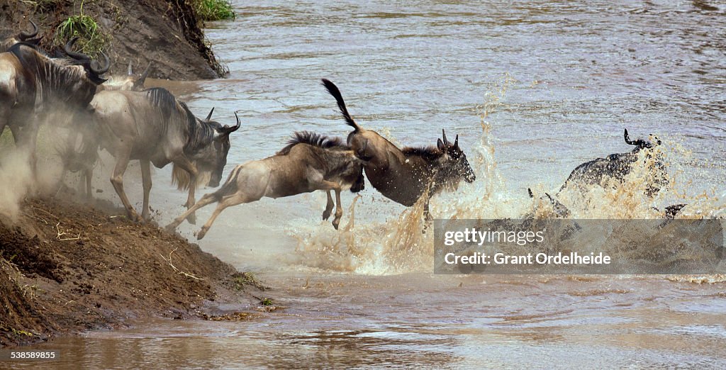 A group of Wildebeest (Connochaetes) attempt a river crossing in Kenyas Masai Mara.