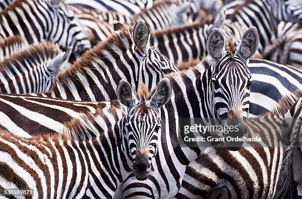 a group of zebras (equus quagga) in kenyas masai mara. - zebra herd stock pictures, royalty-free photos & images