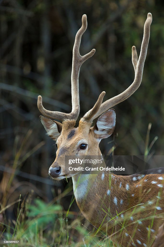 A portrait of a Spotted Deer (Axis axis) in Bandhavgarh India.