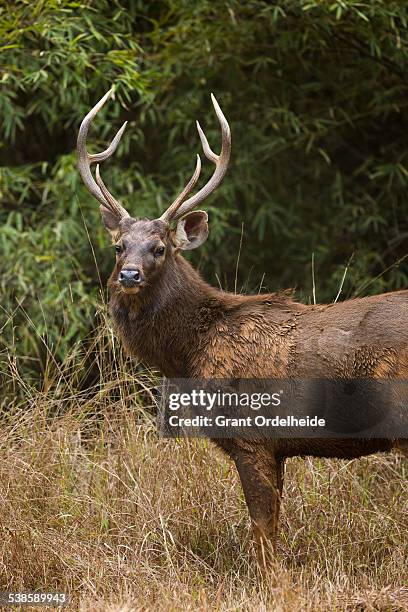 769 Sambar Deer Photos and Premium High Res Pictures - Getty Images 769 Sambar Deer Photos and Premium High Res Pictures - Getty Images