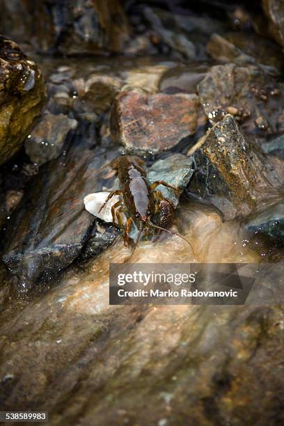 creek cancer in southwestern serbia - european crayfish stock pictures, royalty-free photos & images