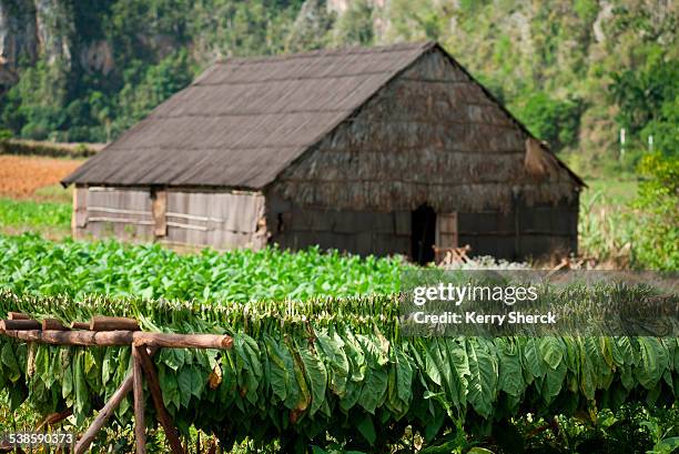 Drying Racks Thatch Tobacco Racks Photos and Premium High Res Pictures - Getty Images