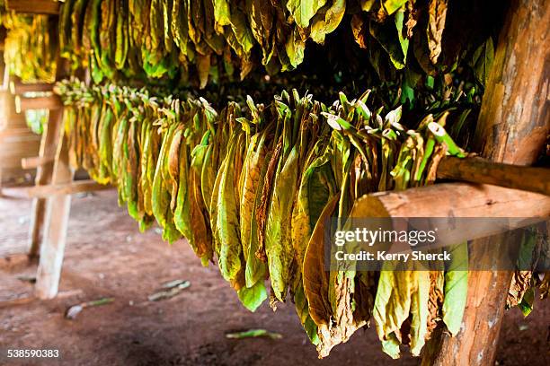 Drying Racks Thatch 161 Tobacco Racks Stock Photos, High-Res Pictures, and Images - Getty ...