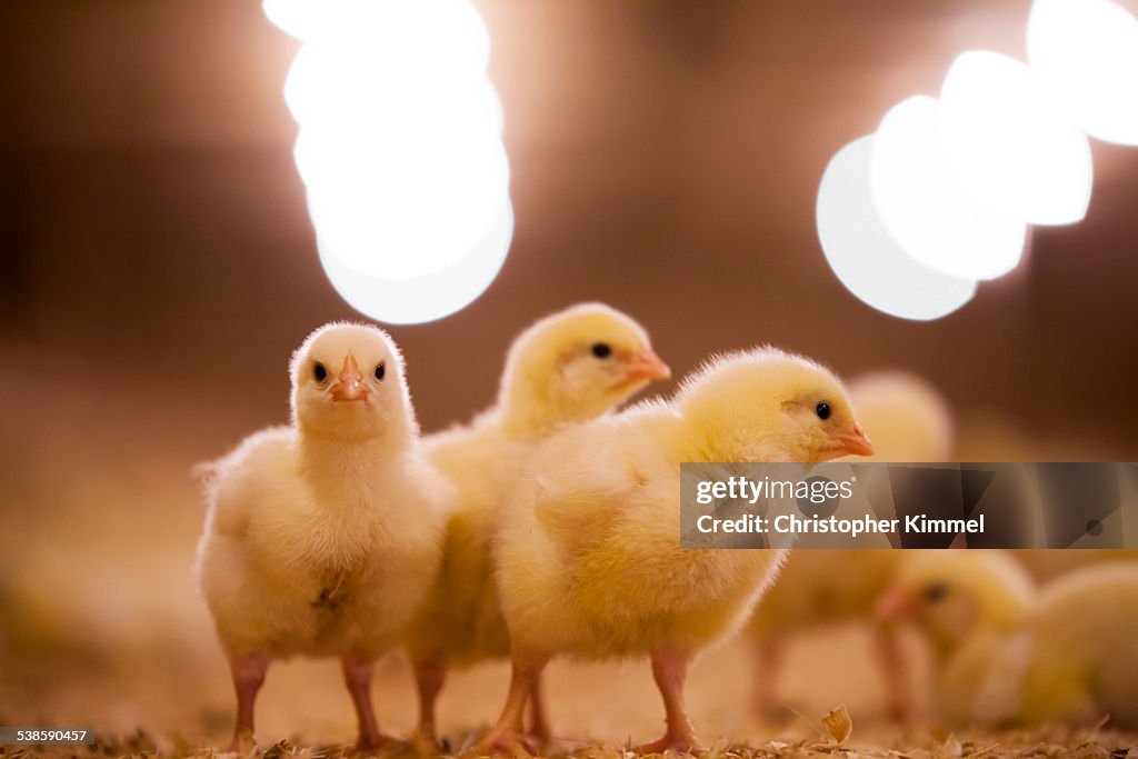 Chicks in poultry barn.