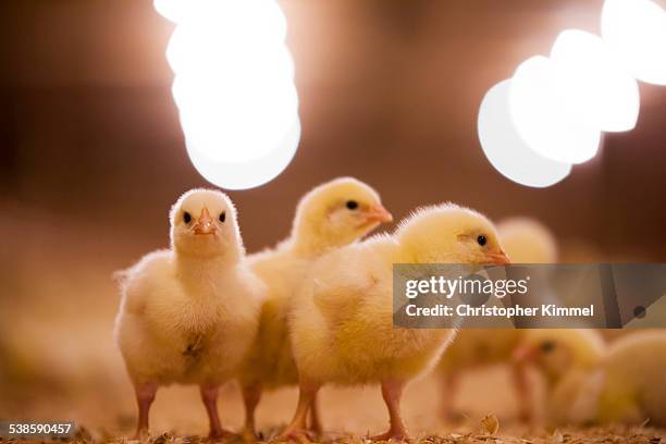 chicks in poultry barn. - ave doméstica - fotografias e filmes do acervo