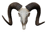 Goat skull isolated on the white background