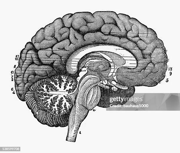engraved illustration of cross section through the brain, 1880 - pituitary gland stock illustrations