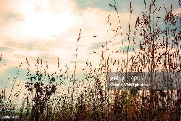 grass seeds against sunset sky, hilderstone, staffordshire - beautiful silhouette sunset stock pictures, royalty-free photos & images