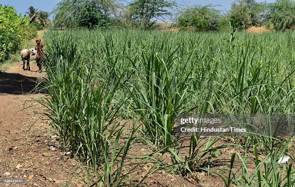 Drought In Marathwada Region Of Maharashtra