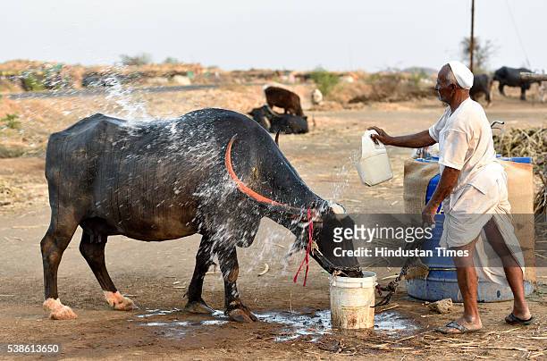 Farmer washes his buffalo at the cattle camp at Palwan on May 8, 2016 in Beed, India. The camp is operational for more than eight months with about...