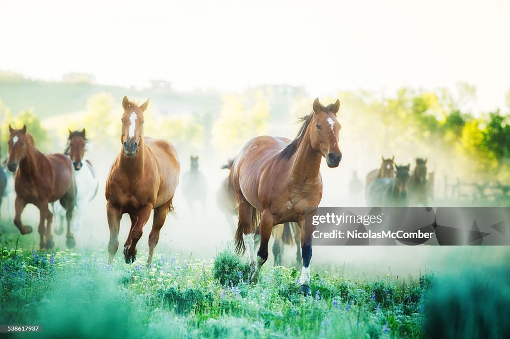 Horses running to pastures foggy Summer morning Montana ranch