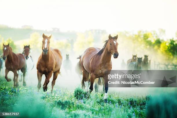 horses running to pastures foggy summer morning montana ranch - running horse stock pictures, royalty-free photos & images