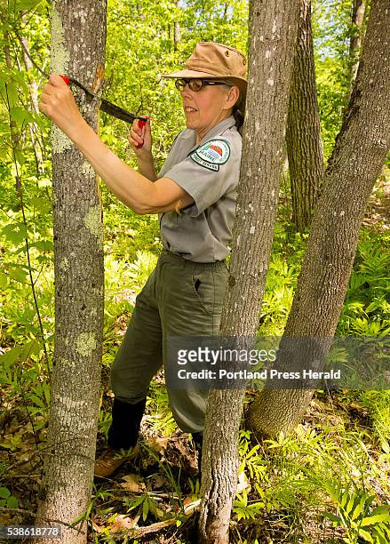 Colleen Teerling, Entomologist, Maine Forest Service Insect and Disease Lab, strips the bark from an Ash Tree at Lake St. George State Park in...