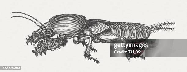 european mole cricket (gryllotalpa gryllotalpa), wood engraving, published in 1882 - mole cricket stock illustrations