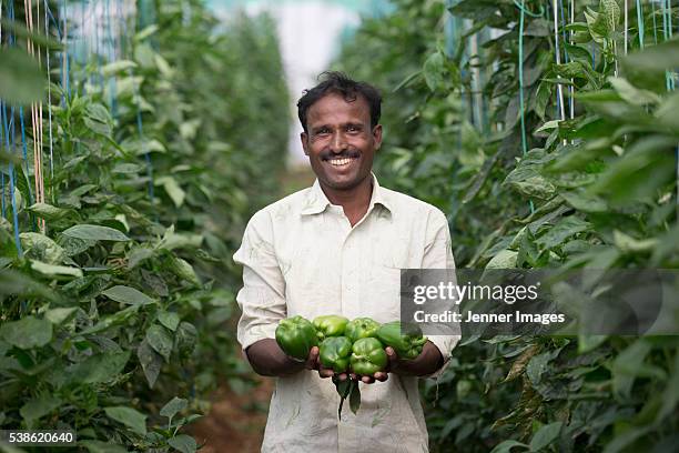 indian farmer holding freshly picked capsicum's. - pueblos del sur de asia fotografías e imágenes de stock