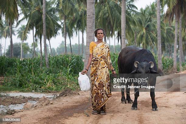 female indian farmer leading her cattle. - kérabau photos et images de collection