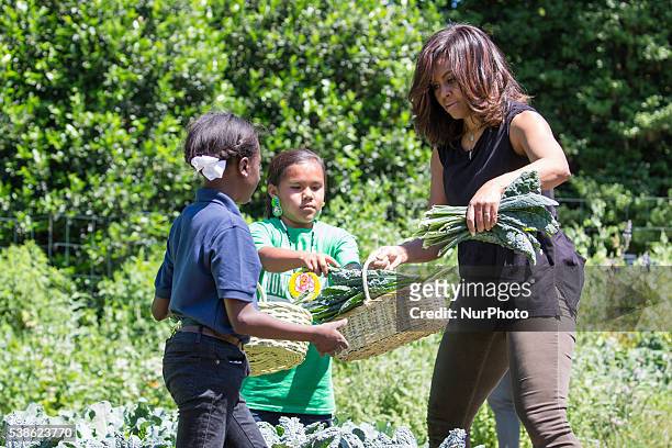 Washington, DC On Monday, June 6, on the South Lawn of the White House, First Lady Michelle Obama, picks some kale, as she helps kids harvest...