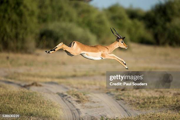 leaping impala, chobe national park, botswana - impala stock pictures, royalty-free photos & images