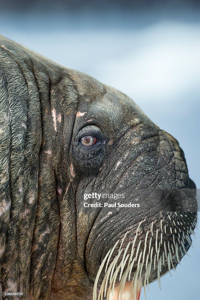 Walrus in Hudson Bay, Nunavut, Canada