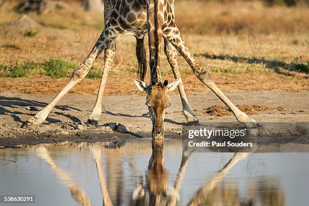 giraffe drinking from water hole, botswana - chobe national park stock pictures, royalty-free photos & images