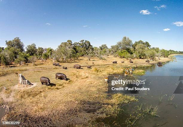 aerial view of hippopotamus, botswana - moremi wildlife reserve - fotografias e filmes do acervo