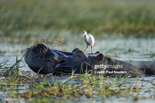 egret standing on hippopotamus head, botswana - parco nazionale chobe foto e immagini stock