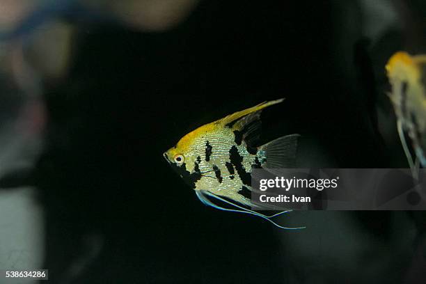 side view of a tropical fish - longfin bannerfish stock-fotos und bilder