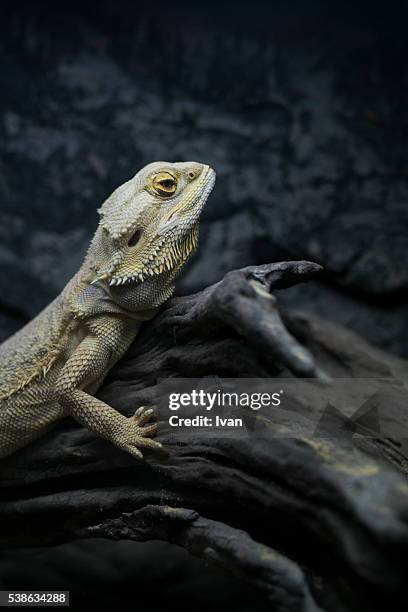 brown iguana ( iguana iguana ) stand on deadwood - olhos castanho claros - fotografias e filmes do acervo