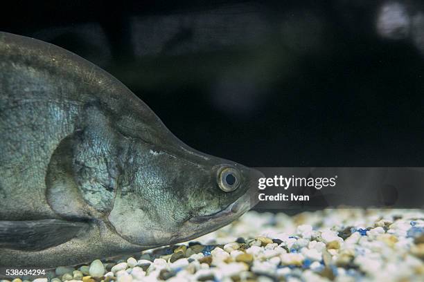 deep sea fish with protective coloration - longfin bannerfish stock-fotos und bilder