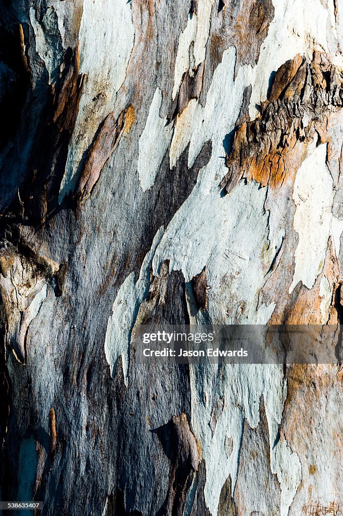 A mosaic of colour and texture patchwork on the bark of a Maidens Gum tree, Eucalyptus maidenii