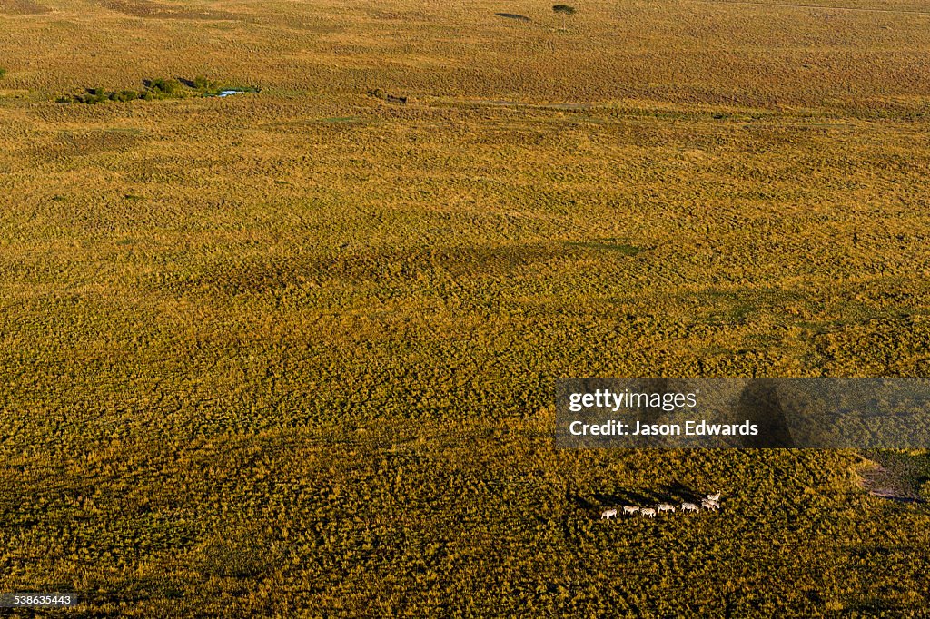 Maasai Mara National Reserve, Masai Mara, Narok County, Kenya.