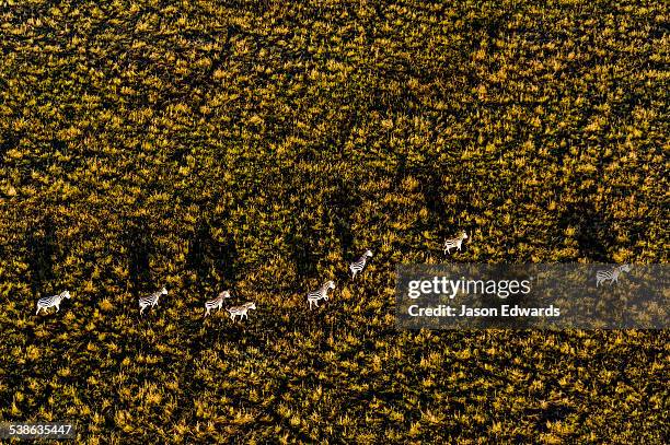 maasai mara national reserve, masai mara, narok county, kenya. - zebra herd running stock pictures, royalty-free photos & images