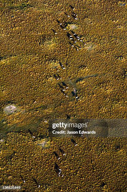 maasai mara national reserve, masai mara, narok county, kenya. - zebra herd running stock pictures, royalty-free photos & images