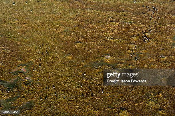 maasai mara national reserve, masai mara, narok county, kenya. - zebra herd running stock pictures, royalty-free photos & images