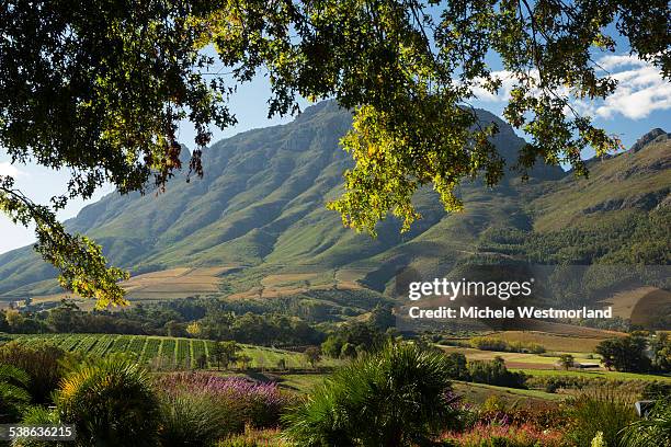 wine country in south africa - cape town south africa photos et images de collection