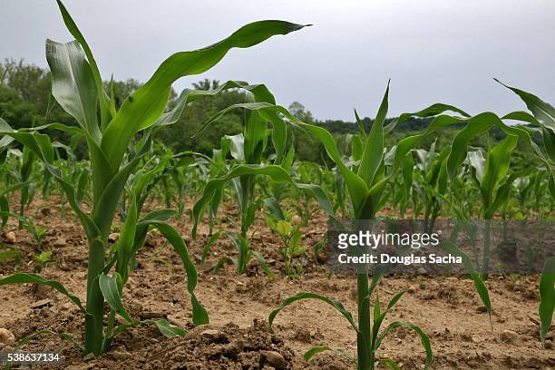corn growing in a farm field (zea mays). - willamette tal stock-fotos und bilder