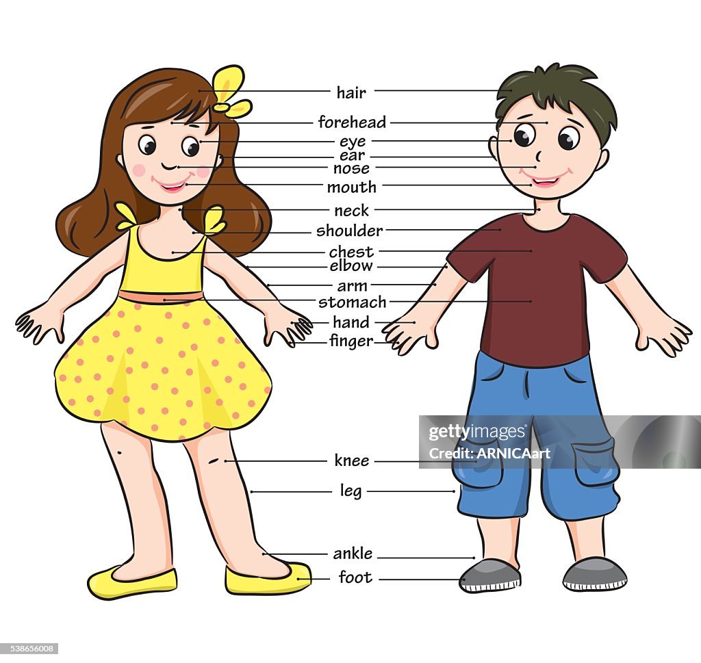 Cartoon Child Vocabulary Of Body Parts High-Res Vector Graphic - Getty  Images