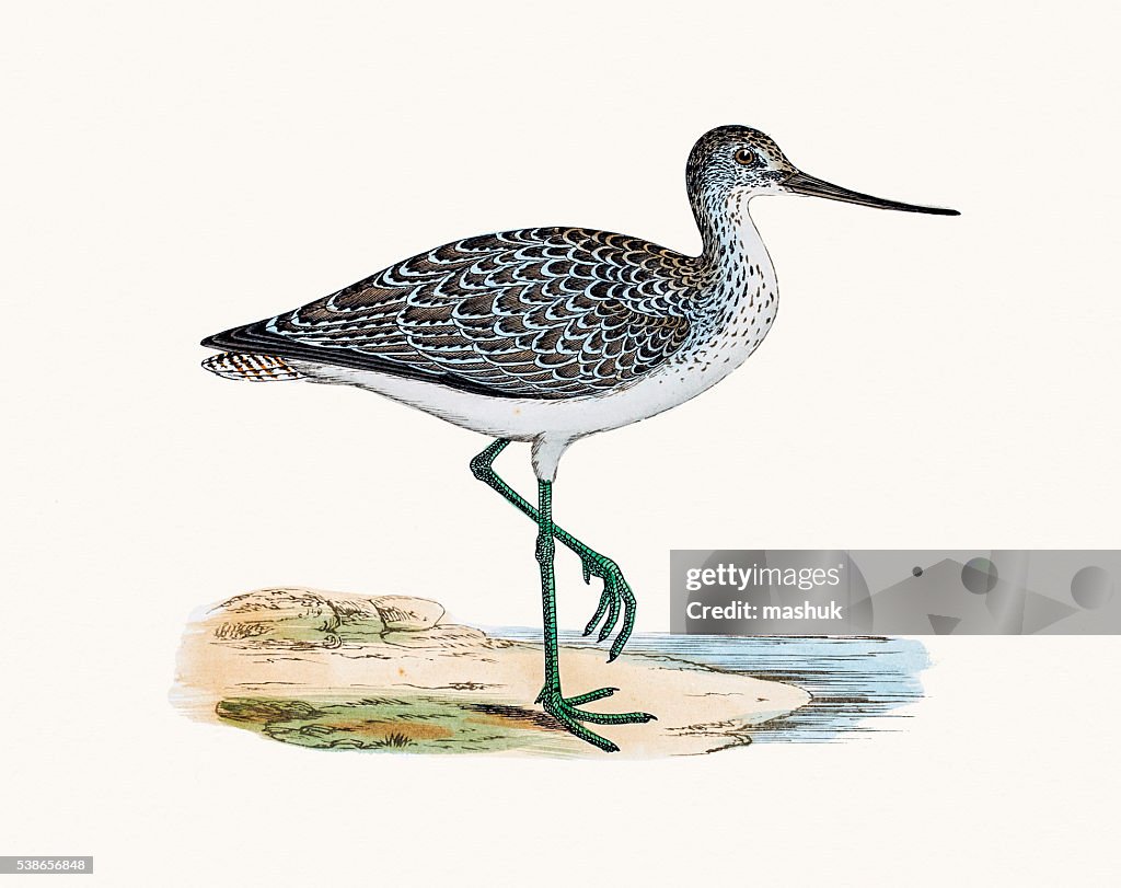 Greenshank