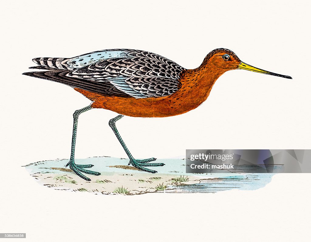 Bar-tailed Godwit