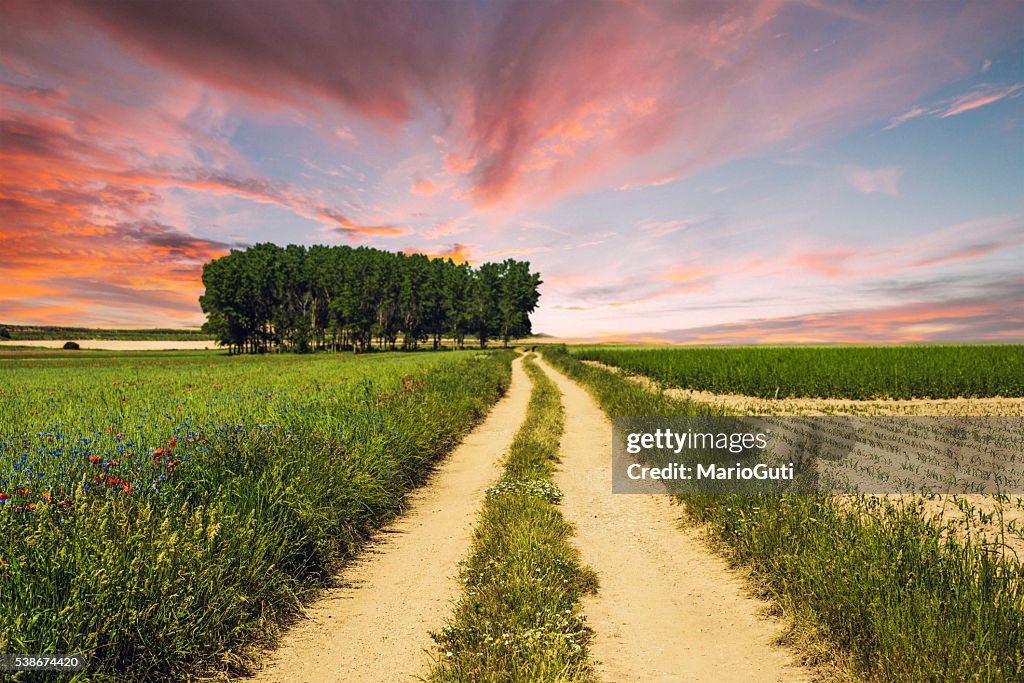Countryside path at sunset